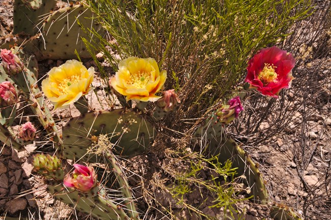 Yellow and orange blossoms on the flat pads of two separate cacti.