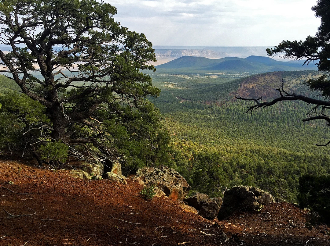Trumbull View South to the Grand Canyon Trees and rocks in the foreground, Grand Canyon in the distance