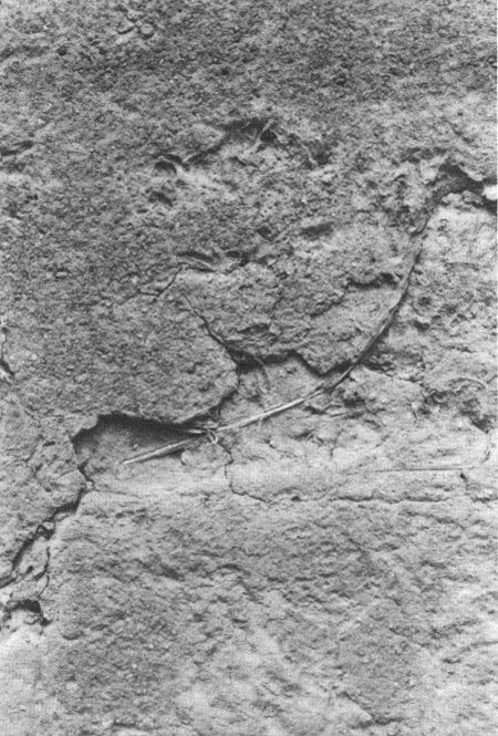 Detail of the original mud stucco