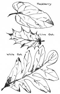 huckleberry, oak leaves