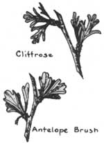 cliffrose, antelope brush
