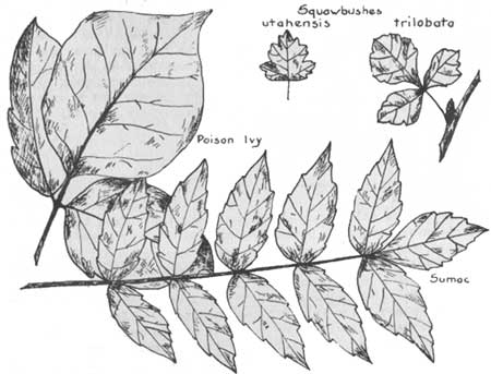 squawbushes, poison ivy