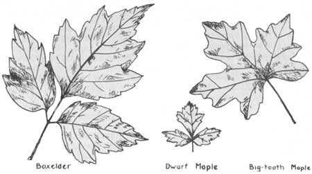 boxelder, maple leaves