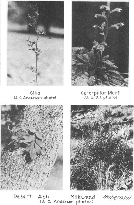 gilia, caterpillar plant, desert ash, milkweed