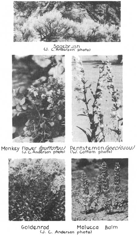 sagebrush, monkey flower, pentstemon, goldenrod, molucca balm