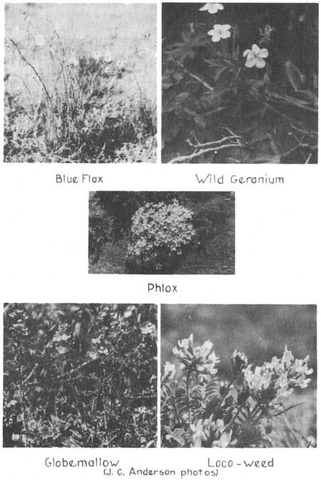 flax, geranium, phlox, globemallow, loco-weed