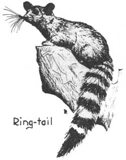 ring-tail