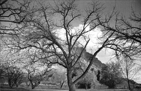 View of old walnut tree