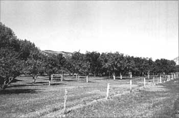 Cook Orchard