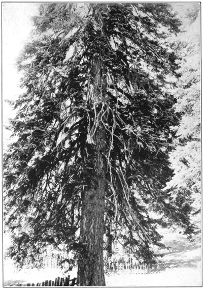 White fir