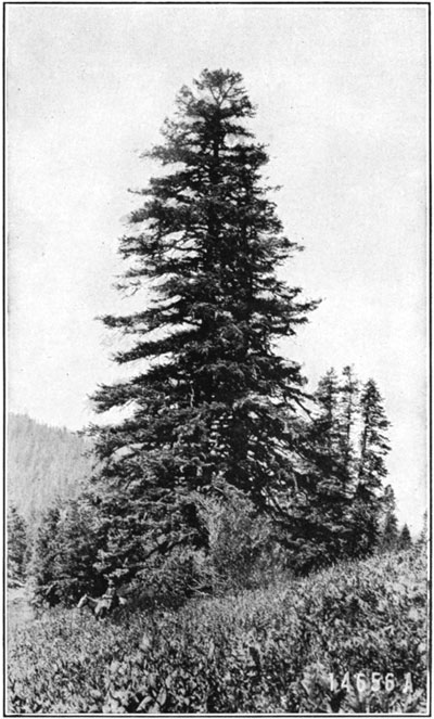 Shasta red fir
