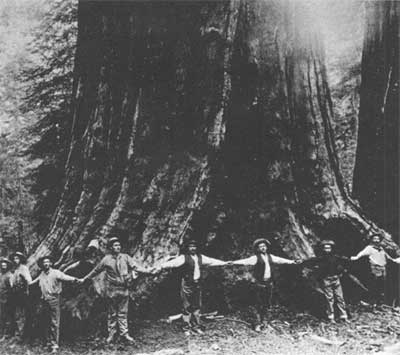 men encircling the General Noble Tree