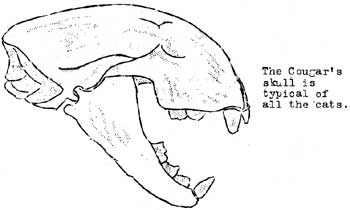 The Cougar's skull is typical of all the cats