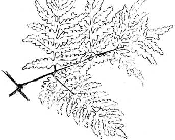 Oak Fern