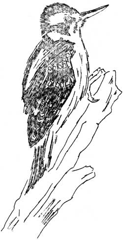 sketch of Harris Woodpecker