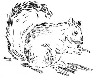Douglas squirrel