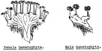 Female and Male Gametophyte