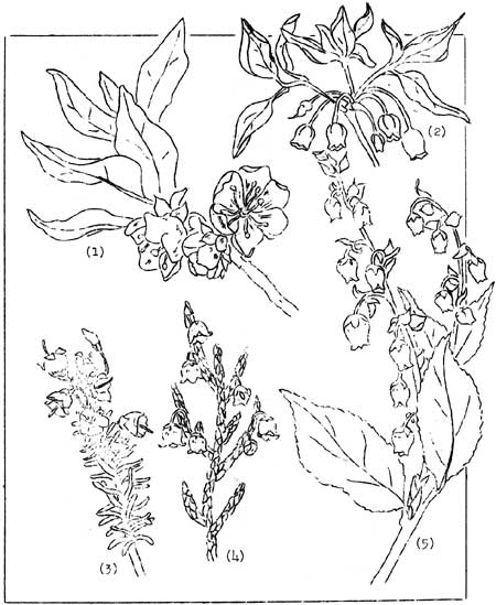 sketch of plants of Heath family