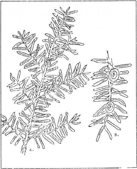 sketch of Western Yew