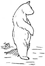 sketch of bear