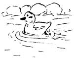 sketch of duck