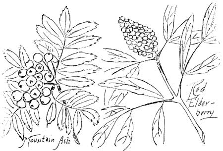 sketch of Mountain Ash and Red Elderberry
