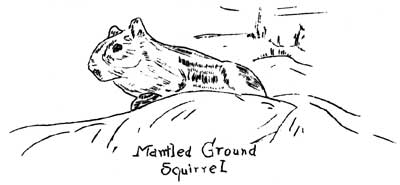 sketch of Golden Mantled Ground Squirrel