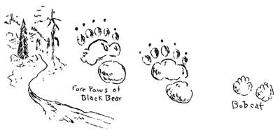 sketch of black bear and bobcat tracks