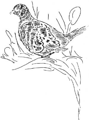 sketch of Sooty Grouse
