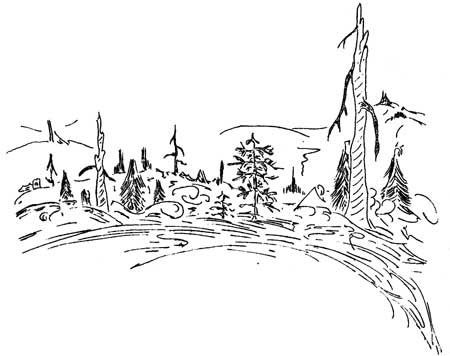 sketch of burned forest