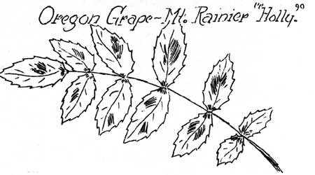 sketch of Oregon grape leaves