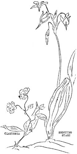 sketch of claytonia and shooting stars