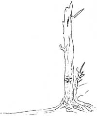sketch of tree snag