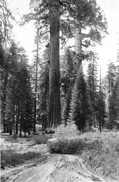 sequoia and fir