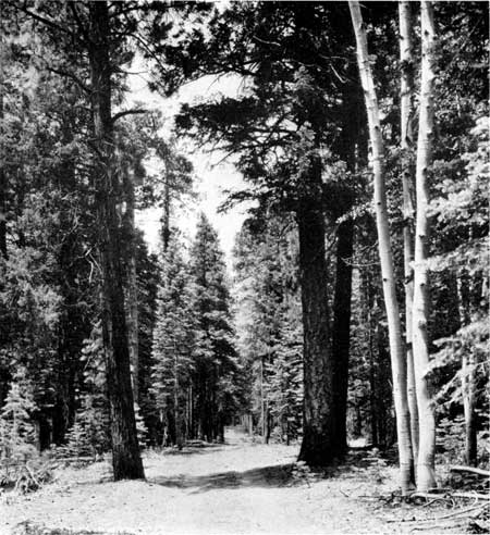 Kaibab forest