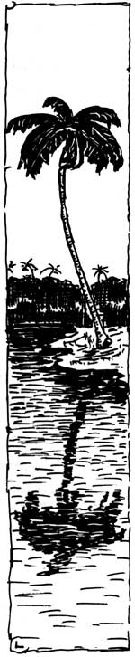 sketch of palm tree