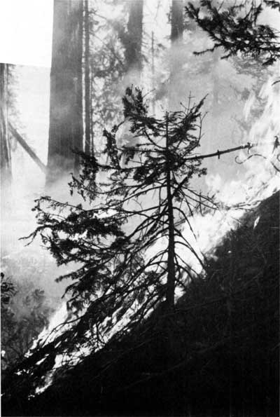 prescribed burn, Sequoia