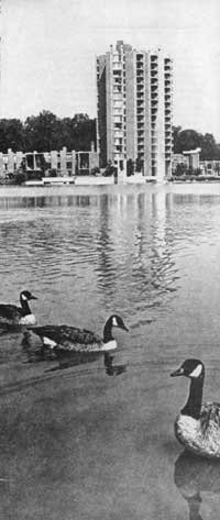 geese on lake with high-rise in background