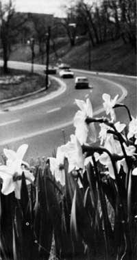 flowers along highway