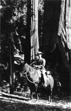 Park Ranger on Patrol, Sequoia NP