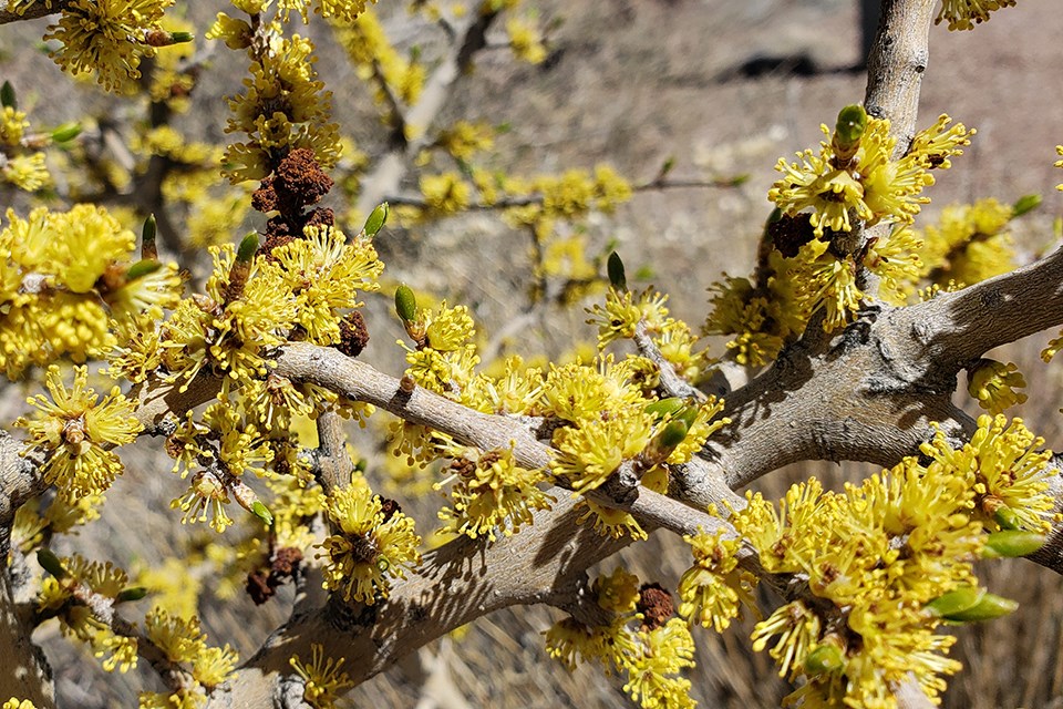 Close up of clusters of yellow flowers on gray branch