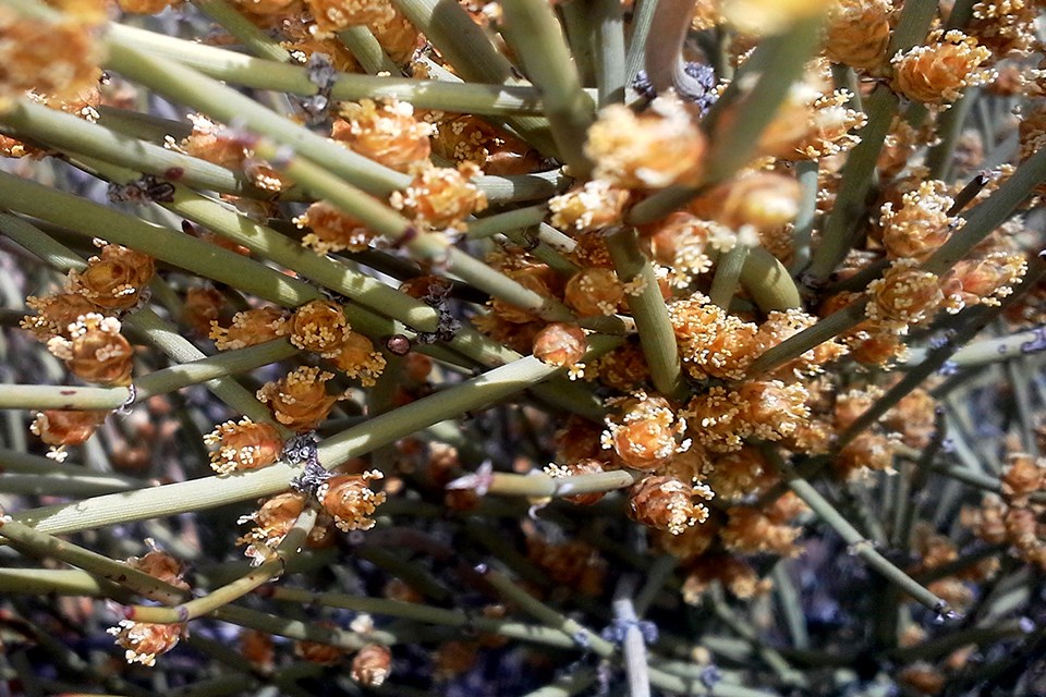 Yellow Ephedra cones against green stems
