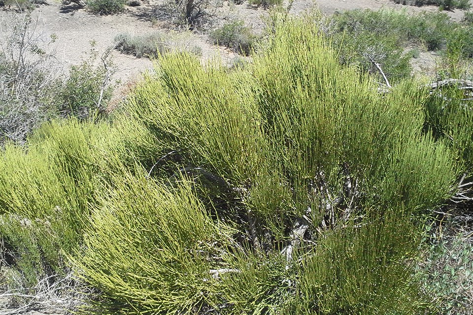 Green ephedra (Ephedra viridis) forms a fluffy shrub