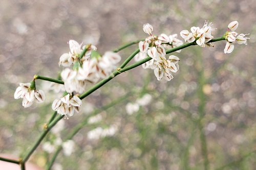 identification - What is this six-petaled white flower with long