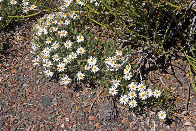 White to Green Wildflower Guide - Petrified Forest National Park (U.S ...