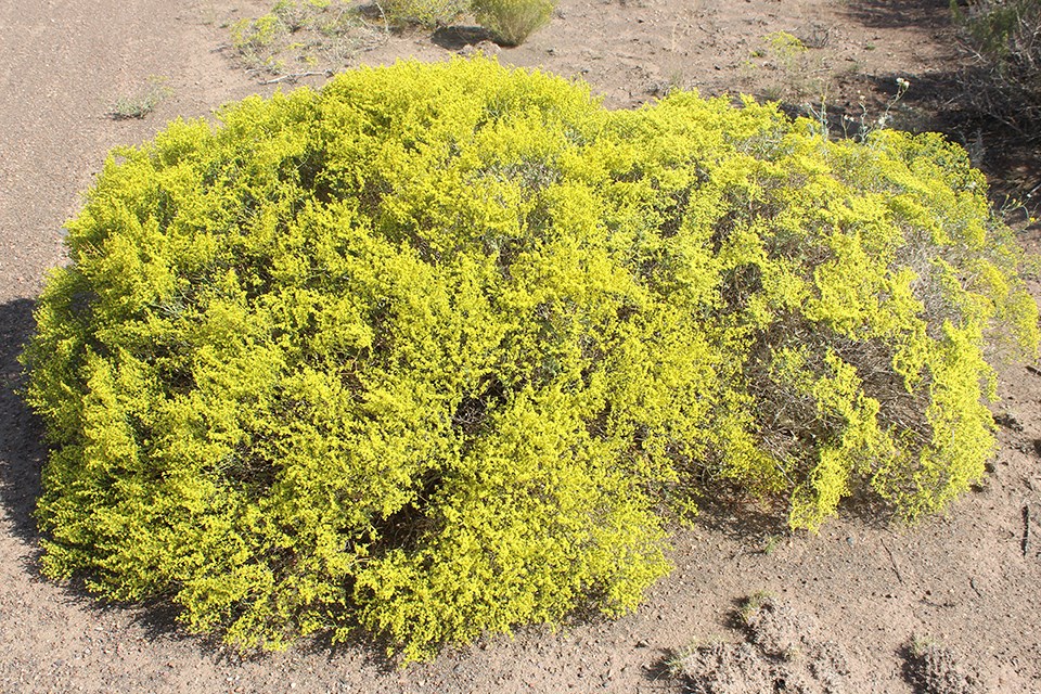 Rounded, yellow shrub against brown dirt.