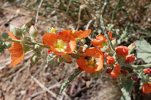 Orange to Red Wildflower Guide - Petrified Forest National Park (U.S