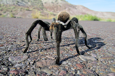 Spider, Invertebrates, Animals