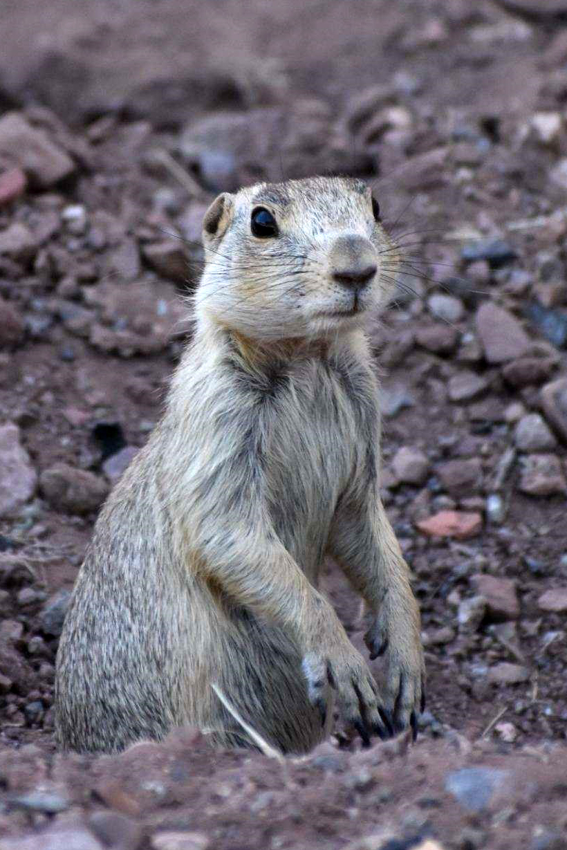 Prairie dog standing up at its burrow