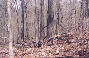 Part of the steep, rocky slope along Tanyard Hollow.